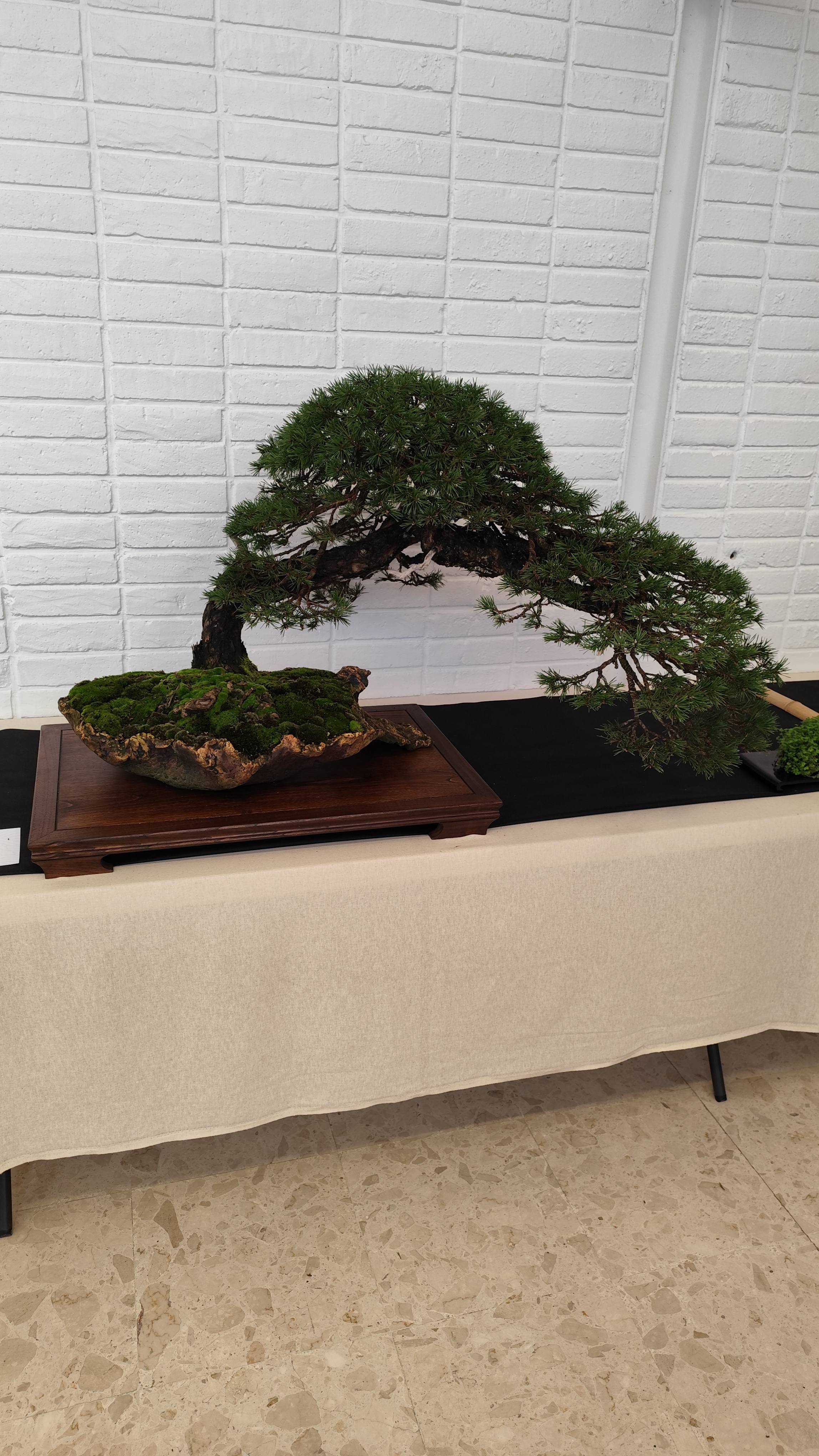 Bonsai Culture Expo 2024