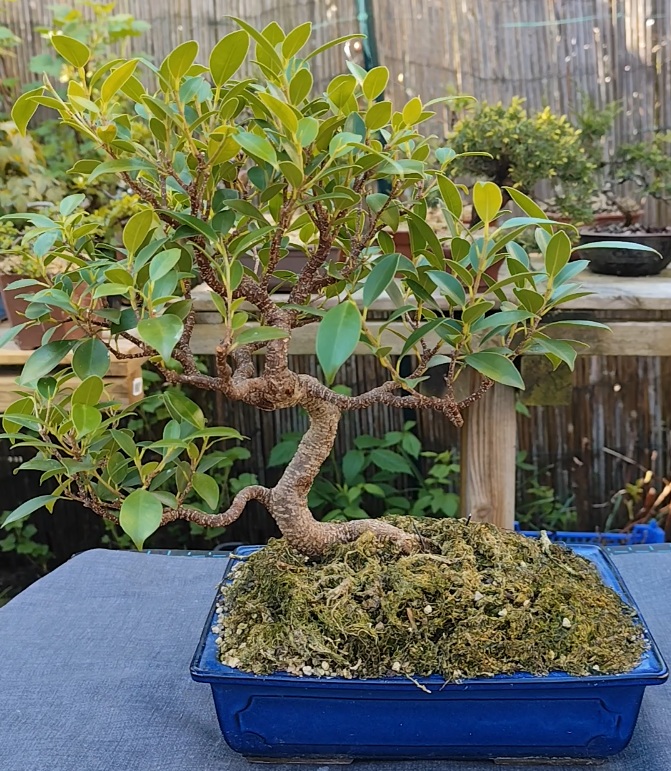Bonsaï ficus retusa / microcarpa