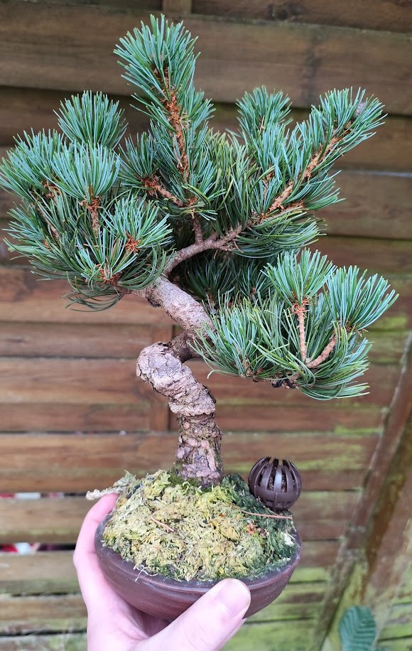 Bonsaï de pin